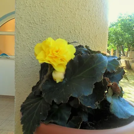 Apartment Elaphos Supetar